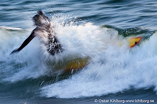 wTorö Nov 20090109.jpg